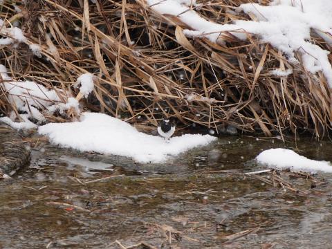セグロセキレイ