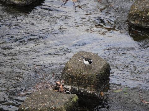 セグロセキレイ