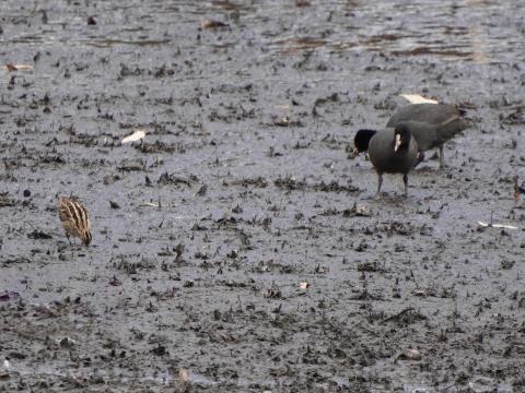 オオバンとタシギ