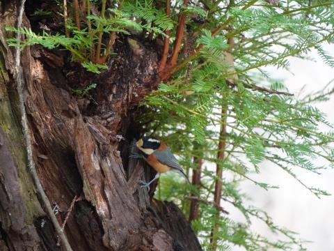 セコイアのヤマガラ