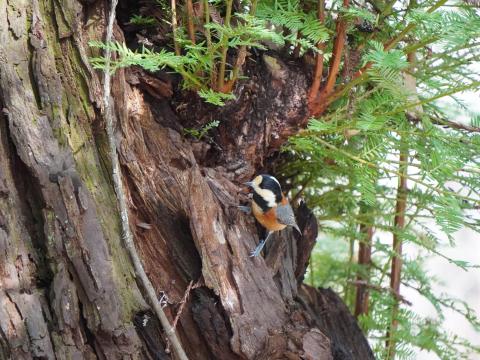 ★セコイアのヤマガラ