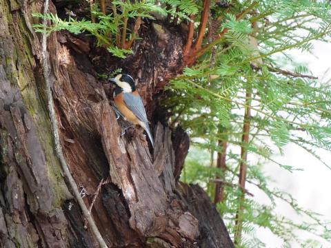 セコイヤのヤマガラ