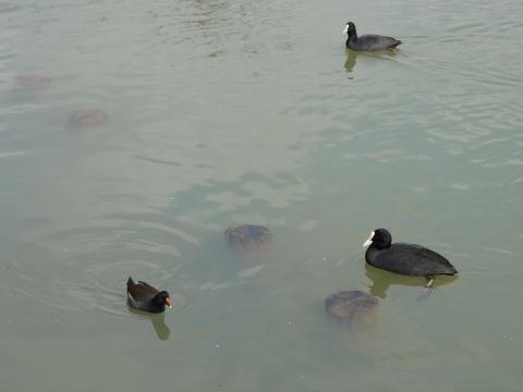 オオバンとバン