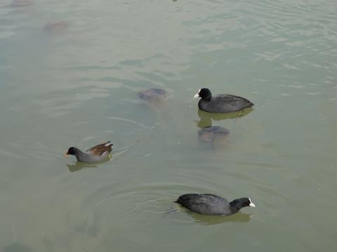 オオバンとバン