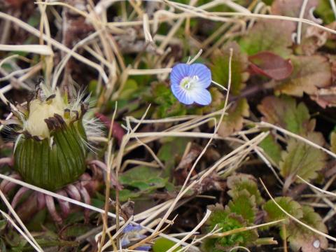 オオイヌノフグリ