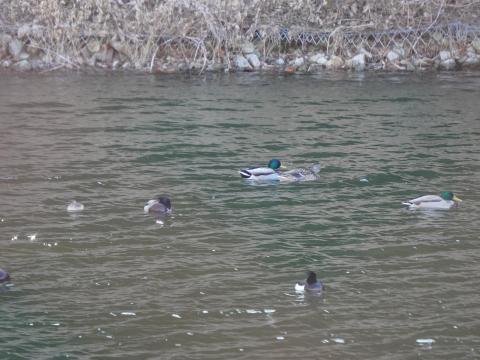 マガモ、カイツブリ
