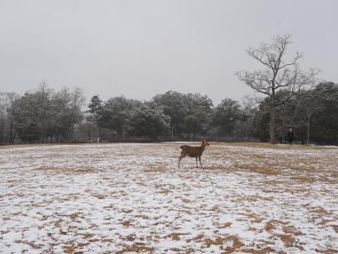 飛火野のシカ