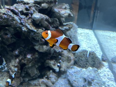 カクレクマノミ