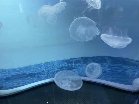 ミズクラゲ