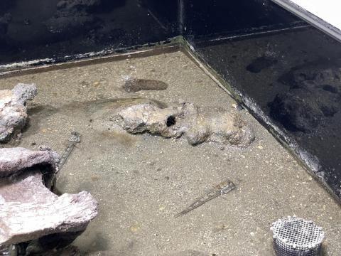 ミナミトビハゼ