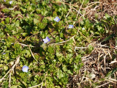 オオイヌノフグリ