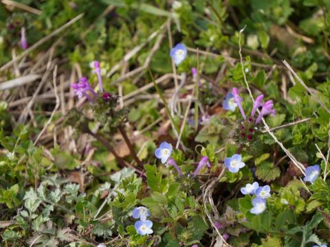 オオイヌノフグリとホトケノザ