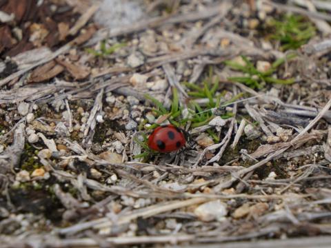 ナナホシテントウ