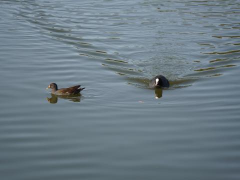 バンとオオバン