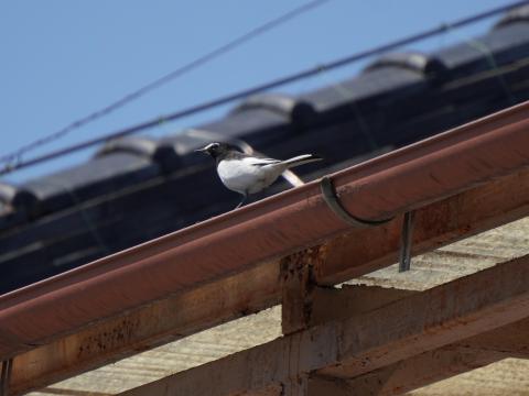 セグロセキレイ