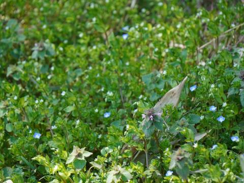 オオイヌノフグリ