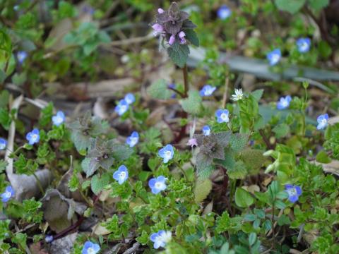 オオイヌノフグリ