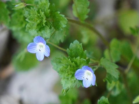 オオイヌノフグリ