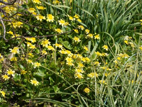 ヒメリュウキンカ