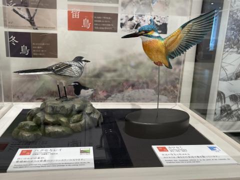 ハクセキレイとカワセミ