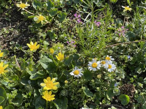 ヒメリュウキンカ、カンシロギク、オオイヌノフグリ、ホトケノザ