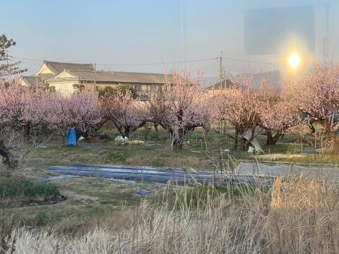 橿原線車窓のアンズ