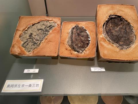 長岡京のカニとアワビ
