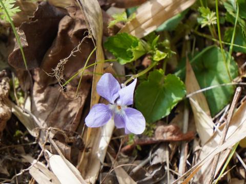 タチツボスミレ