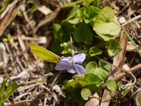 タチツボスミレにキチョウ