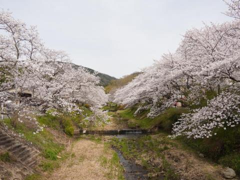 井手の玉水のソメイヨシノ