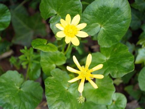 ヒメリュウキンカ