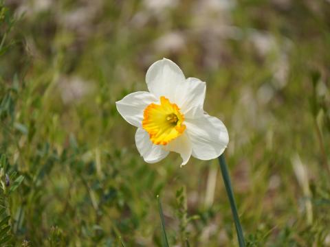フサザキスイセン