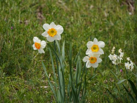 フサザキスイセン