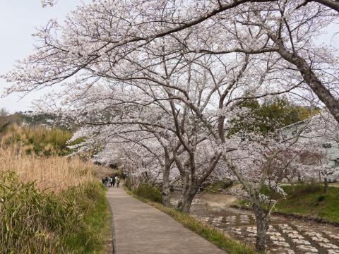 井手の玉水のソメイヨシノ