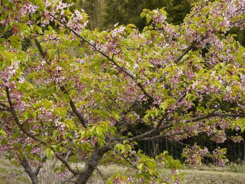 ヤマザクラ