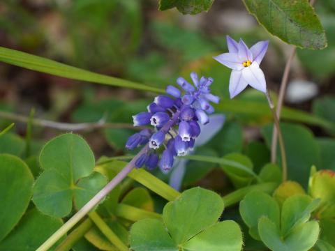 ムスカリとハナニラ