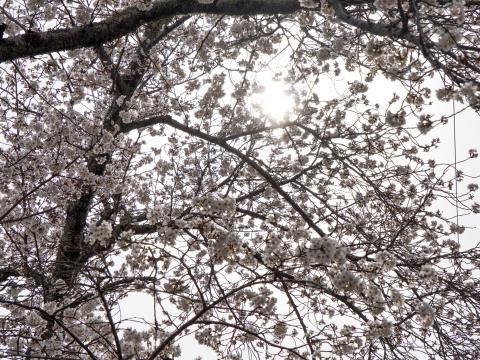 花曇りのソメイヨシノ