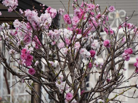 源平咲きのハナモモ