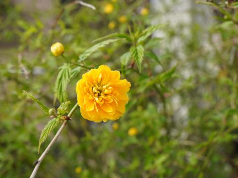 八重咲きのヤマブキ