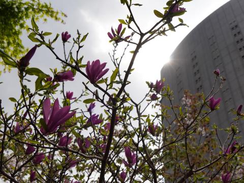 パークスタワーとモクレン