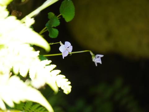 室宮山古墳石室のタチツボスミレ