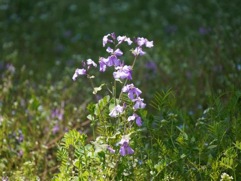 オオアラセイトウ