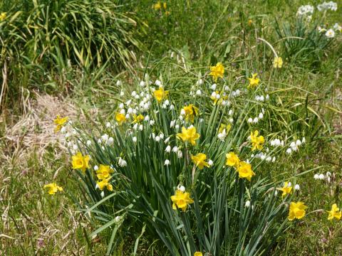 スノーフレークとキズイセン