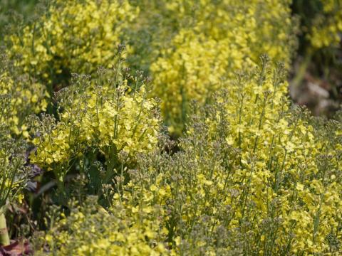 セイヨウアブラナ