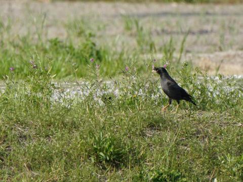 ハッカチョウとカラスノエンドウ