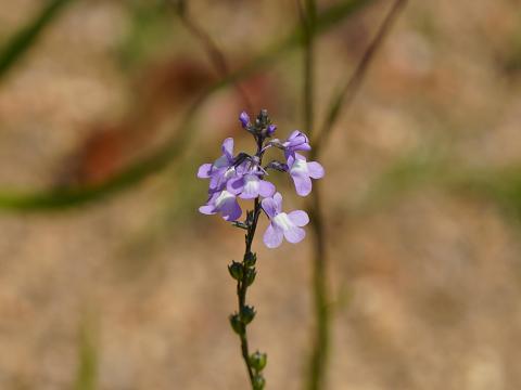 マツバウンラン