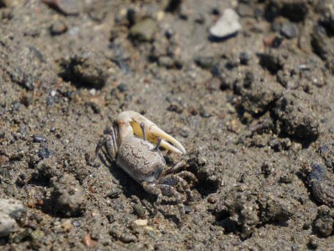 ハクセンシオマネキ