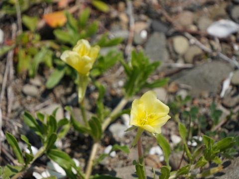 コマツヨイグサ