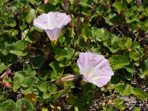 ハマヒルガオ