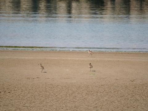 チュウシャクシギ